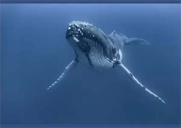 Humpback whale (Megaptera novaeangliae) male resting, Vava u, Kingdom of Tonga