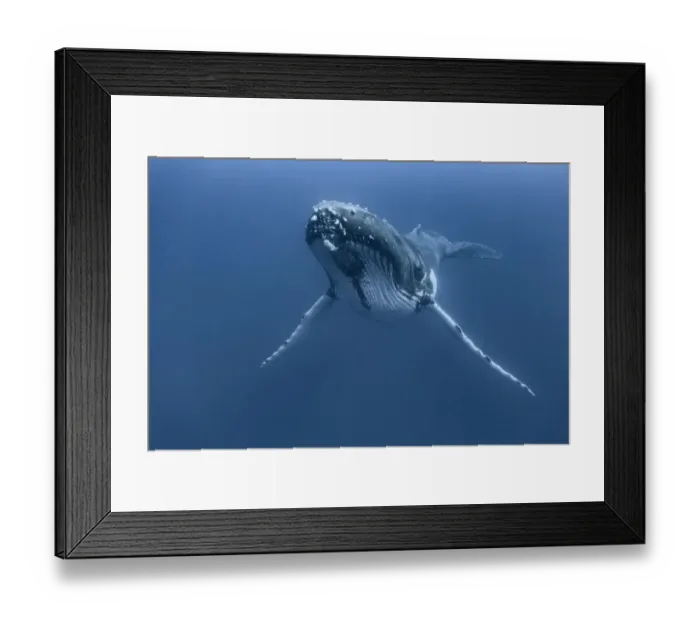 Framed Print : Humpback whale (Megaptera novaeangliae) male resting, Vava u, Kingdom of Tonga Framed Print : Humpback whale (Megaptera novaeangliae) male resting, Vava u, Kingdom of Tonga