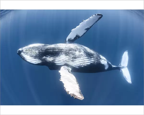 Humpback whale (Megaptera novaeangliae) juvenile male