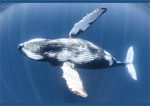 Humpback whale (Megaptera novaeangliae) juvenile male