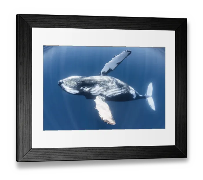 Framed Print : Humpback whale (Megaptera novaeangliae) juvenile male Framed Print : Humpback whale (Megaptera novaeangliae) juvenile male