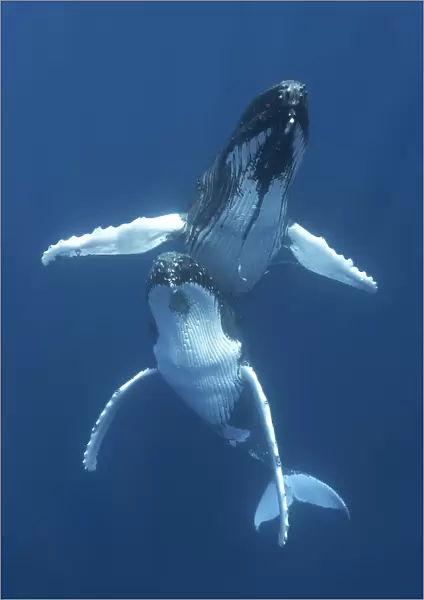 Humpback whales (Megaptera novaeangliae) engaged in courtship, with the male hovering above the female. Vava'u, Tonga, Pacific Ocean