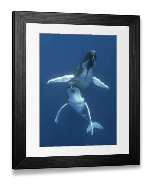 Framed Print : Humpback whales (Megaptera novaeangliae) engaged in courtship, with the male hovering above the female. Vava'u, Tonga, Pacific Ocean Framed Print : Humpback whales (Megaptera novaeangliae) engaged in courtship, with the male hovering above the female. Vava'u, Tonga, Pacific Ocean