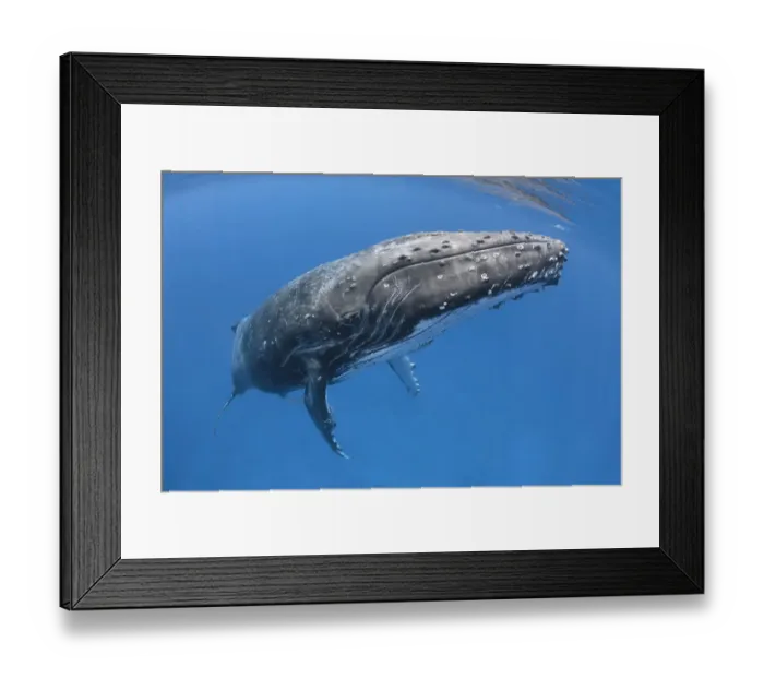 Framed Print : Humpback whale (Megaptera novaeangliae) male with his penis extended. Vava u, Tonga Framed Print : Humpback whale (Megaptera novaeangliae) male with his penis extended. Vava u, Tonga