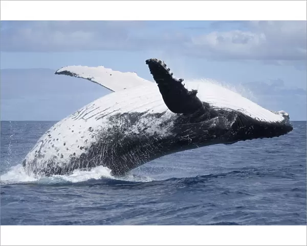 Humpback whale (Megaptera novaeangliae) adult female breaching, Vava u, Tonga