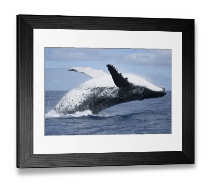 Framed Print : Humpback whale (Megaptera novaeangliae) adult female breaching, Vava u, Tonga