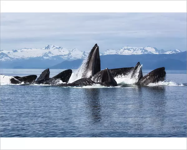 Humpback whales (Megaptera novangliaea) pod engaged in social foraging by herding herring