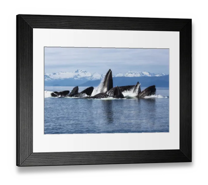 Framed Print : Humpback whales (Megaptera novangliaea) pod engaged in social foraging by herding herring Framed Print : Humpback whales (Megaptera novangliaea) pod engaged in social foraging by herding herring