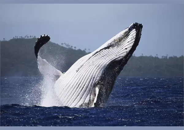 Humpback whale (Megaptera novaeangliae) male breaching in front of Hunga island in Vava u