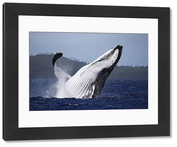 Humpback whale (Megaptera novaeangliae) male breaching in front of Hunga island in Vava u