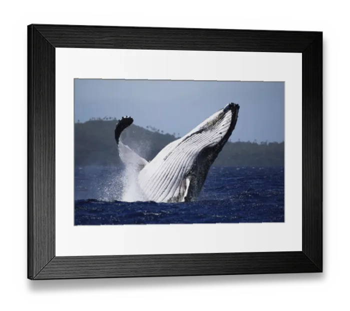 Framed Print : Humpback whale (Megaptera novaeangliae) male breaching in front of Hunga island in Vava u