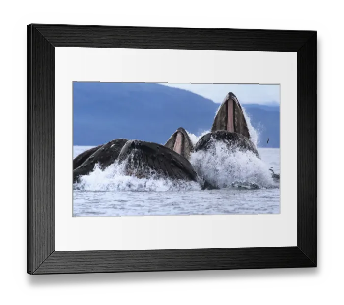 Framed Print : Humpback whales (Megaptera novaeangliae) bubble net feeding with mouths open at surface Framed Print : Humpback whales (Megaptera novaeangliae) bubble net feeding with mouths open at surface