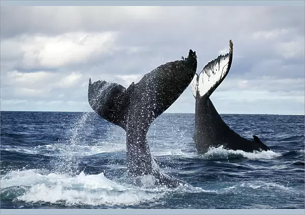 Humpback whales (Megaptera novangliaea) unusual scene with two adults tail-slapping together in rough seas, Vava'u, Tonga, South Pacific