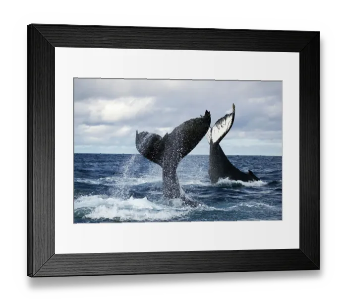 Framed Print : Humpback whales (Megaptera novangliaea) unusual scene with two adults tail-slapping together in rough seas, Vava'u, Tonga, South Pacific
