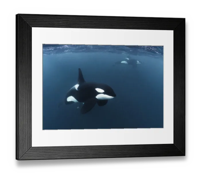Framed Print : Killer whale / Orca (Orcinus orca) mature male in the foreground, with other mature Framed Print : Killer whale / Orca (Orcinus orca) mature male in the foreground, with other mature