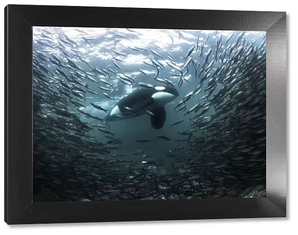 Killer whale  /  Orca (Orcinus orca) large adult male stalking a large school of Herring