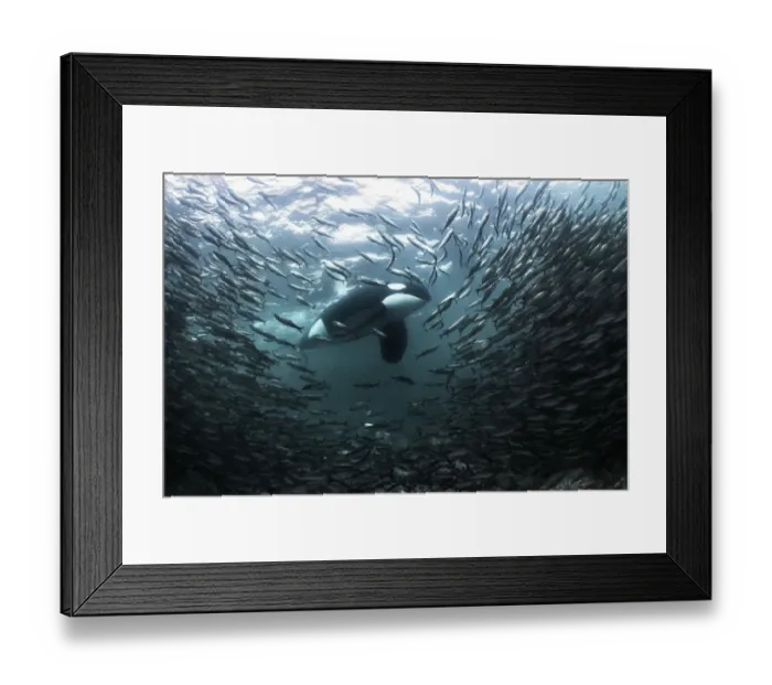 Framed Print : Killer whale  /  Orca (Orcinus orca) large adult male stalking a large school of Herring