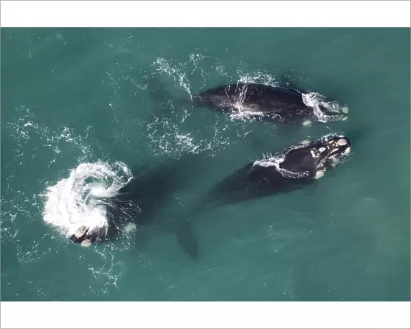 Southern right whales (Eubalaena australis) aerial view of three adullts engaged in