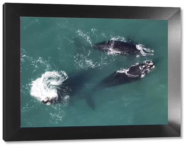 Southern right whales (Eubalaena australis) aerial view of three adullts engaged in