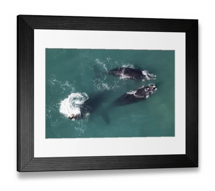 Framed Print : Southern right whales (Eubalaena australis) aerial view of three adullts engaged in Framed Print : Southern right whales (Eubalaena australis) aerial view of three adullts engaged in