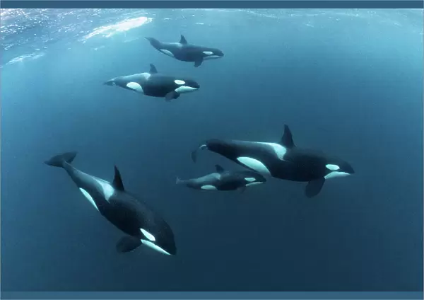 Killer Whales  /  Orcas (Orcinus orca)