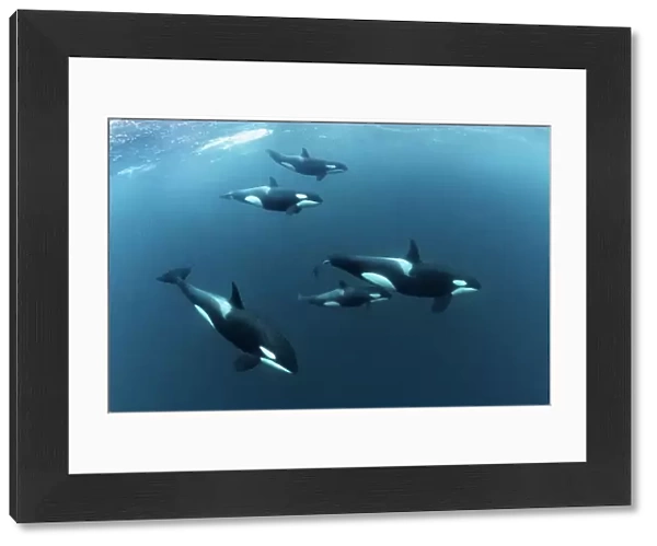 Killer Whales  /  Orcas (Orcinus orca)