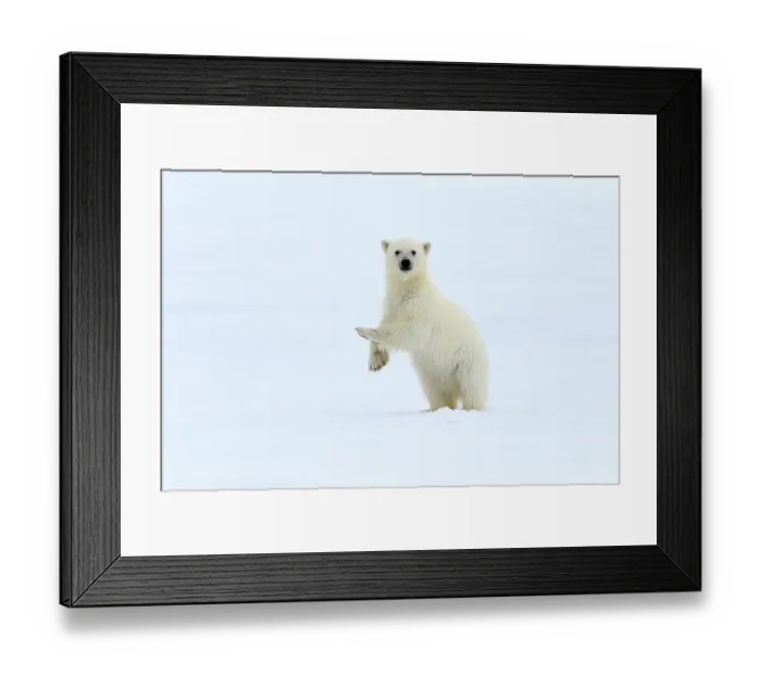 Framed Print : Polar bear (Ursus maritimus) very young cub, probably only a few months old, standing up to take a look around, northern Svalbard, Norway, June Framed Print : Polar bear (Ursus maritimus) very young cub, probably only a few months old, standing up to take a look around, northern Svalbard, Norway, June