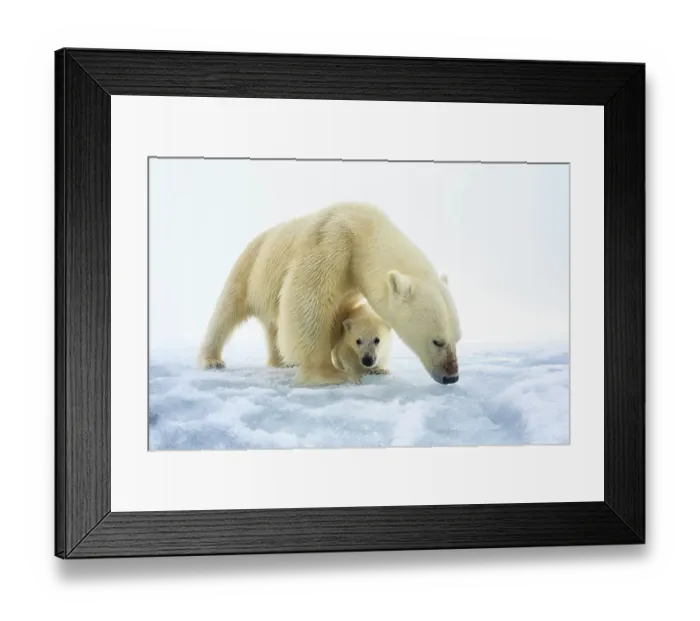 Framed Print : Polar bear (Ursus maritimus) female with a single young cub, only a few months old, northern Svalbard, Norway, June Framed Print : Polar bear (Ursus maritimus) female with a single young cub, only a few months old, northern Svalbard, Norway, June