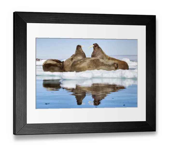 Framed Print : Atlantic walruses (Odobenus rosmarus) resting on ice, with two large individuals facing Framed Print : Atlantic walruses (Odobenus rosmarus) resting on ice, with two large individuals facing