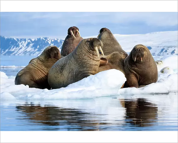 Atlantic walruses (Odobenus rosmarus rosmarus) group hauled out and resting on ice floe, Svalbard, Norway, June