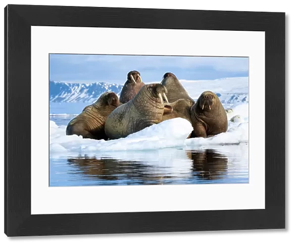 Atlantic walruses (Odobenus rosmarus rosmarus) group hauled out and resting on ice floe, Svalbard, Norway, June