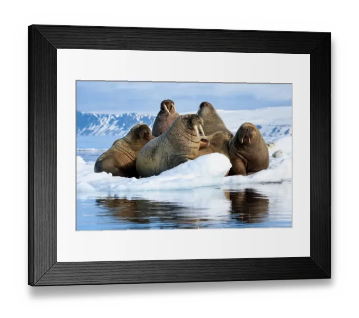Framed Print : Atlantic walruses (Odobenus rosmarus rosmarus) group hauled out and resting on ice floe, Svalbard, Norway, June