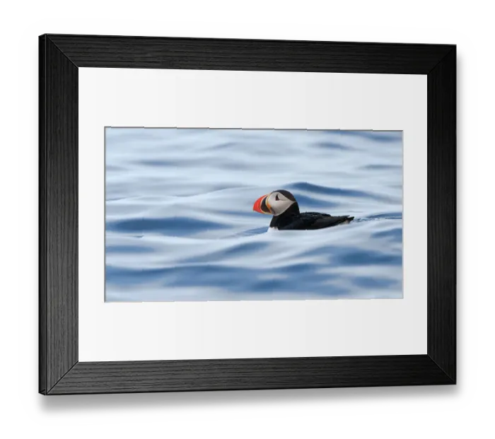 Framed Print : Atlantic puffin (Fratercula arctica) swimming on the ocean surface, Svalbard, Norway, June Framed Print : Atlantic puffin (Fratercula arctica) swimming on the ocean surface, Svalbard, Norway, June