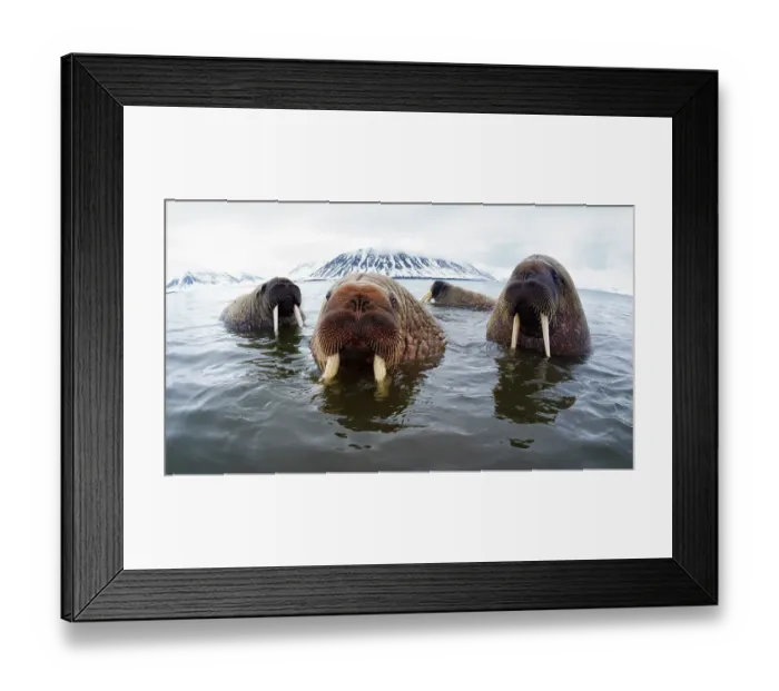 Framed Print : Atlantic walruses (Odobenus rosmarus rosmarus) hanging out in shallow water in Svalbard, , Norway, June Framed Print : Atlantic walruses (Odobenus rosmarus rosmarus) hanging out in shallow water in Svalbard, , Norway, June