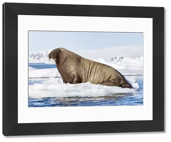 Atlantic walrus (Odobenus rosmarus rosmarus) hauled out on ice floe, Svalbard, Norway