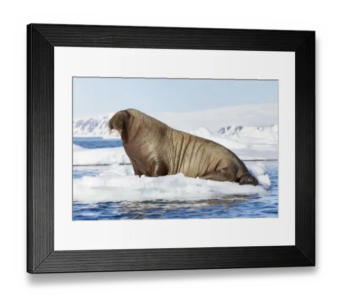 Framed Print : Atlantic walrus (Odobenus rosmarus rosmarus) hauled out on ice floe, Svalbard, Norway Framed Print : Atlantic walrus (Odobenus rosmarus rosmarus) hauled out on ice floe, Svalbard, Norway