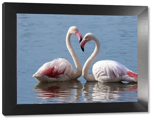 Greater flamingo (Phoenicopterus roseus) pair at rest in water, Cape Town, South Africa, July