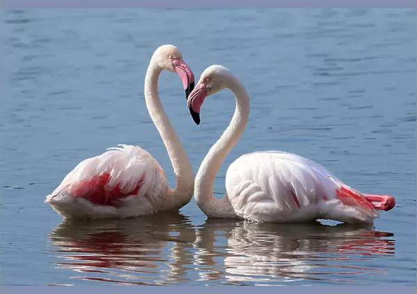 Greater flamingo (Phoenicopterus roseus) pair at rest in water, Cape Town, South Africa, July