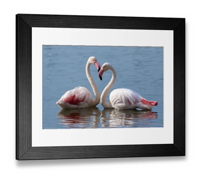 Framed Print : Greater flamingo (Phoenicopterus roseus) pair at rest in water, Cape Town, South Africa, July Framed Print : Greater flamingo (Phoenicopterus roseus) pair at rest in water, Cape Town, South Africa, July