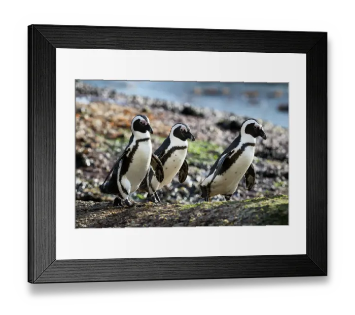 Framed Print : African jackass penguins (Spheniscus demersus) three heading to sea in the early morning to forage for food, Cape Town, South Africa, Endangered IUCN Framed Print : African jackass penguins (Spheniscus demersus) three heading to sea in the early morning to forage for food, Cape Town, South Africa, Endangered IUCN