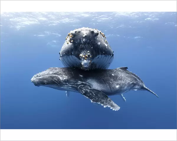 Humpback whale calf (Megaptera novaeangliae) male resting beneath his resting mother