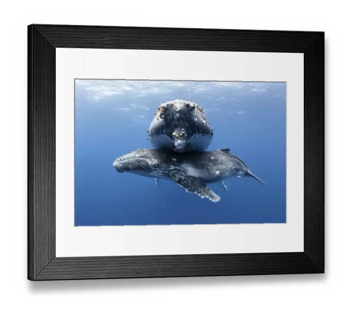 Framed Print : Humpback whale calf (Megaptera novaeangliae) male resting beneath his resting mother Framed Print : Humpback whale calf (Megaptera novaeangliae) male resting beneath his resting mother