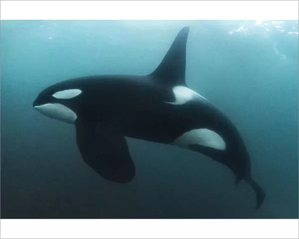 Killer whale  /  Orca (Orcinus orca) mature male, swimming underwater. Hamn, Senja, Norway