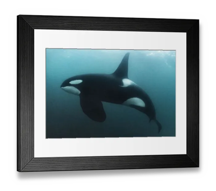 Framed Print : Killer whale / Orca (Orcinus orca) mature male, swimming underwater. Hamn, Senja, Norway Framed Print : Killer whale / Orca (Orcinus orca) mature male, swimming underwater. Hamn, Senja, Norway