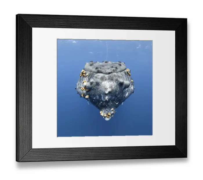 Framed Print : Humpback whale (Megaptera novaeangliae) adult female at rest