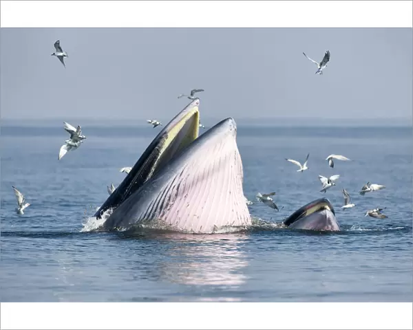 Brydeas whale (Balaenoptera edeni edeni) adult female feeding at surface on anchovies