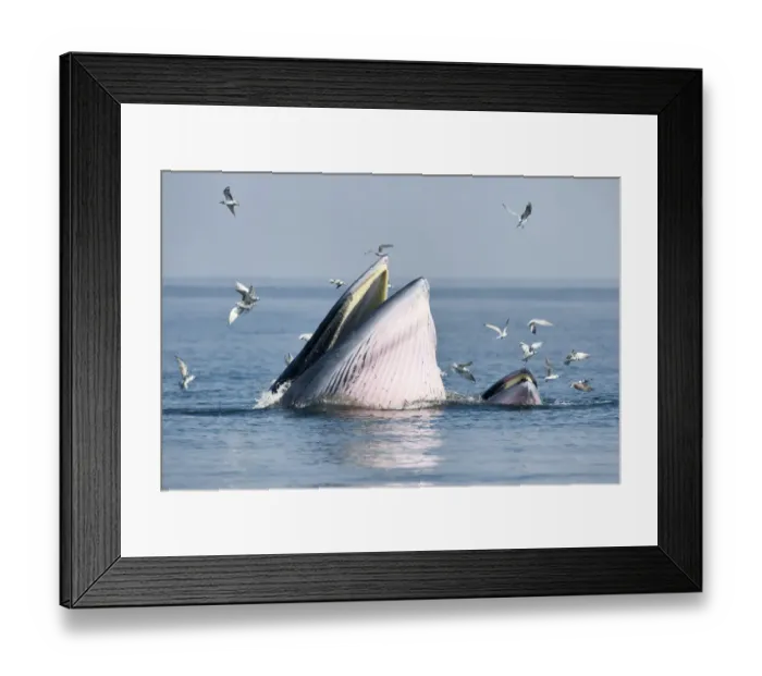 Framed Print : Brydeas whale (Balaenoptera edeni edeni) adult female feeding at surface on anchovies Framed Print : Brydeas whale (Balaenoptera edeni edeni) adult female feeding at surface on anchovies