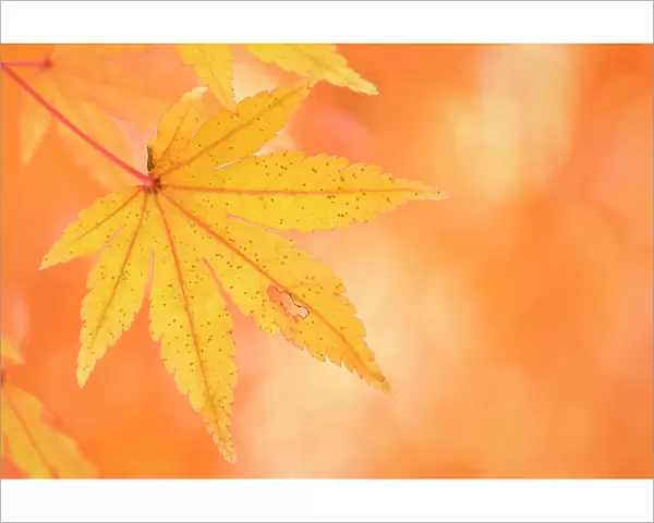 Japanese maple (Acer sp) leaves, showing autumn foliage. Near Lake Kawaguchi-ko, Yamanashi Prefecture, Japan, November