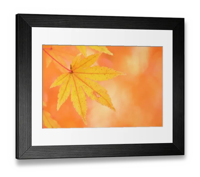 Framed Print : Japanese maple (Acer sp) leaves, showing autumn foliage. Near Lake Kawaguchi-ko, Yamanashi Prefecture, Japan, November