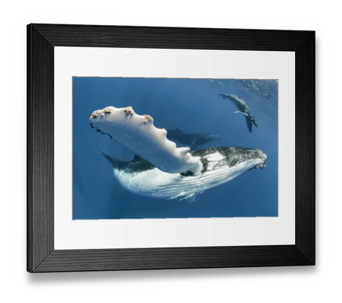 Framed Print : Humpback whale (Megaptera novaeangliae) adult female in foreground, with her male calf and their escort behind her. Vava'u, Tonga, South Pacific